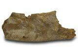 Dinosaur Rib Bone Section - Wyoming #380405-1